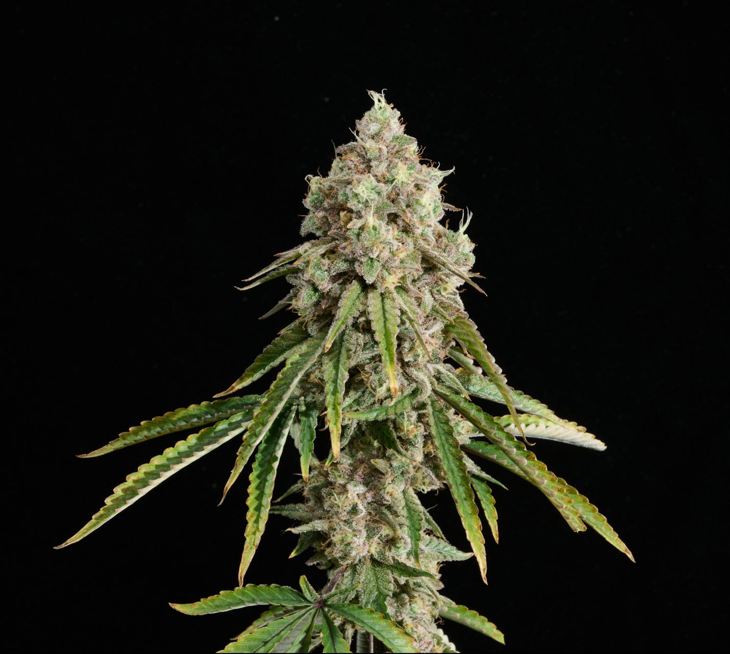 Blueberry Muffin
