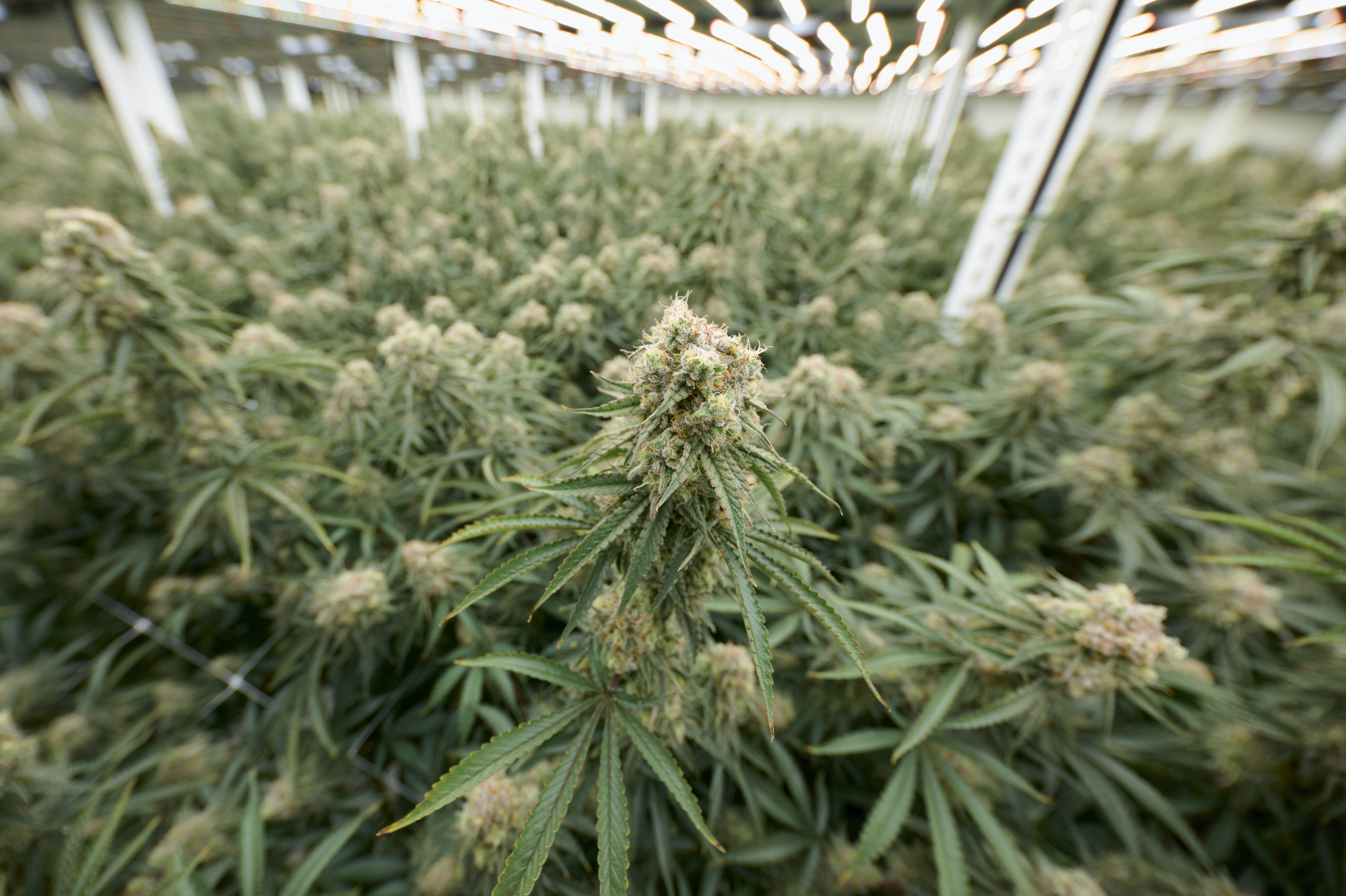 Cultivation