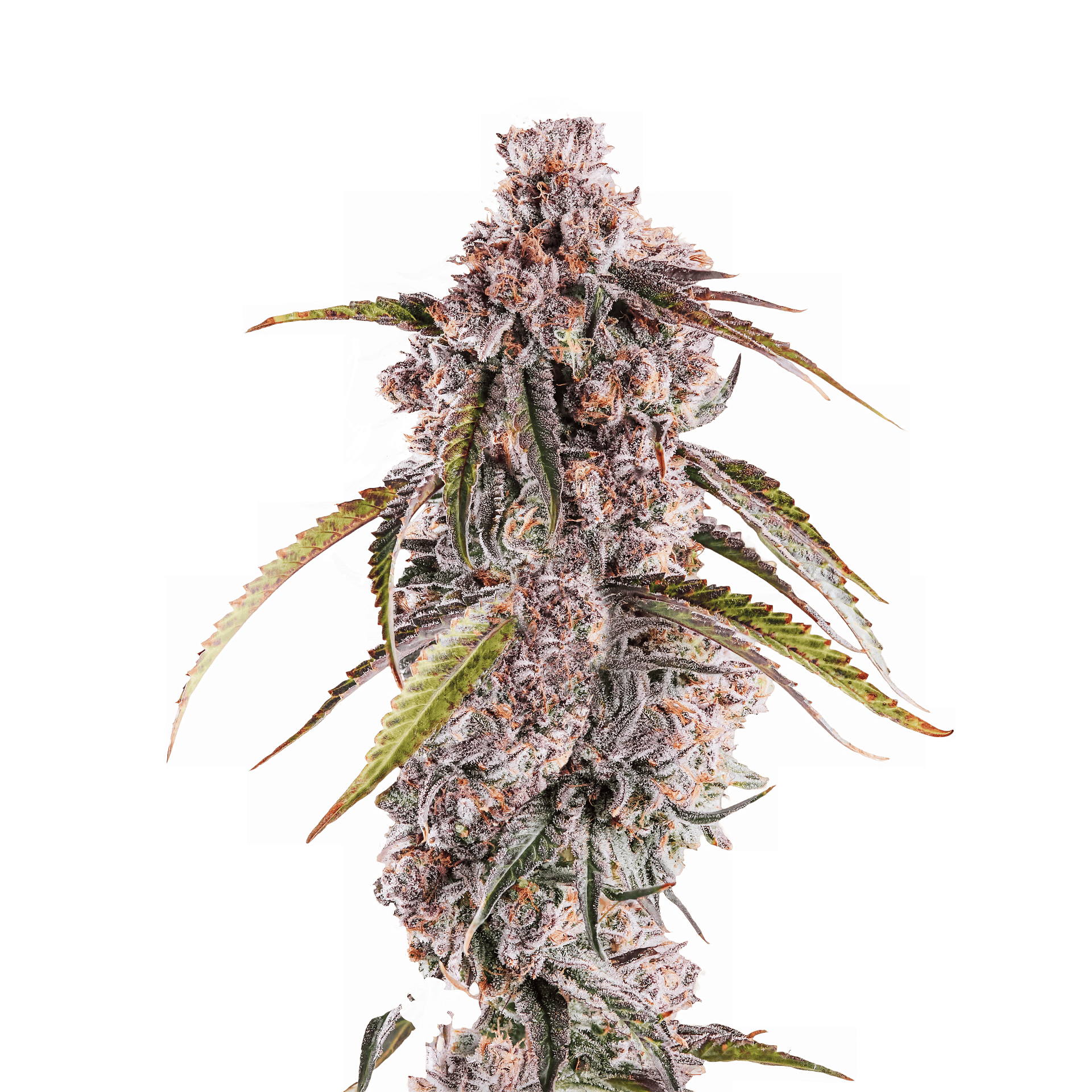 Close-up of high-quality cannabis flower with frosty trichomes and vibrant leaves.