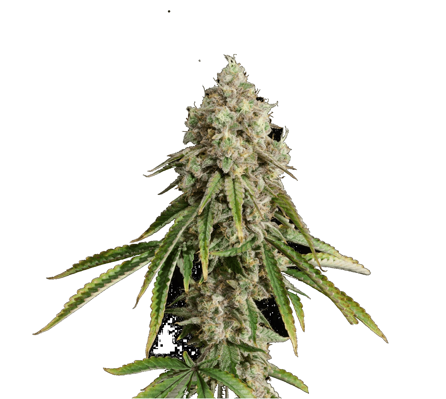Blueberry Muffin