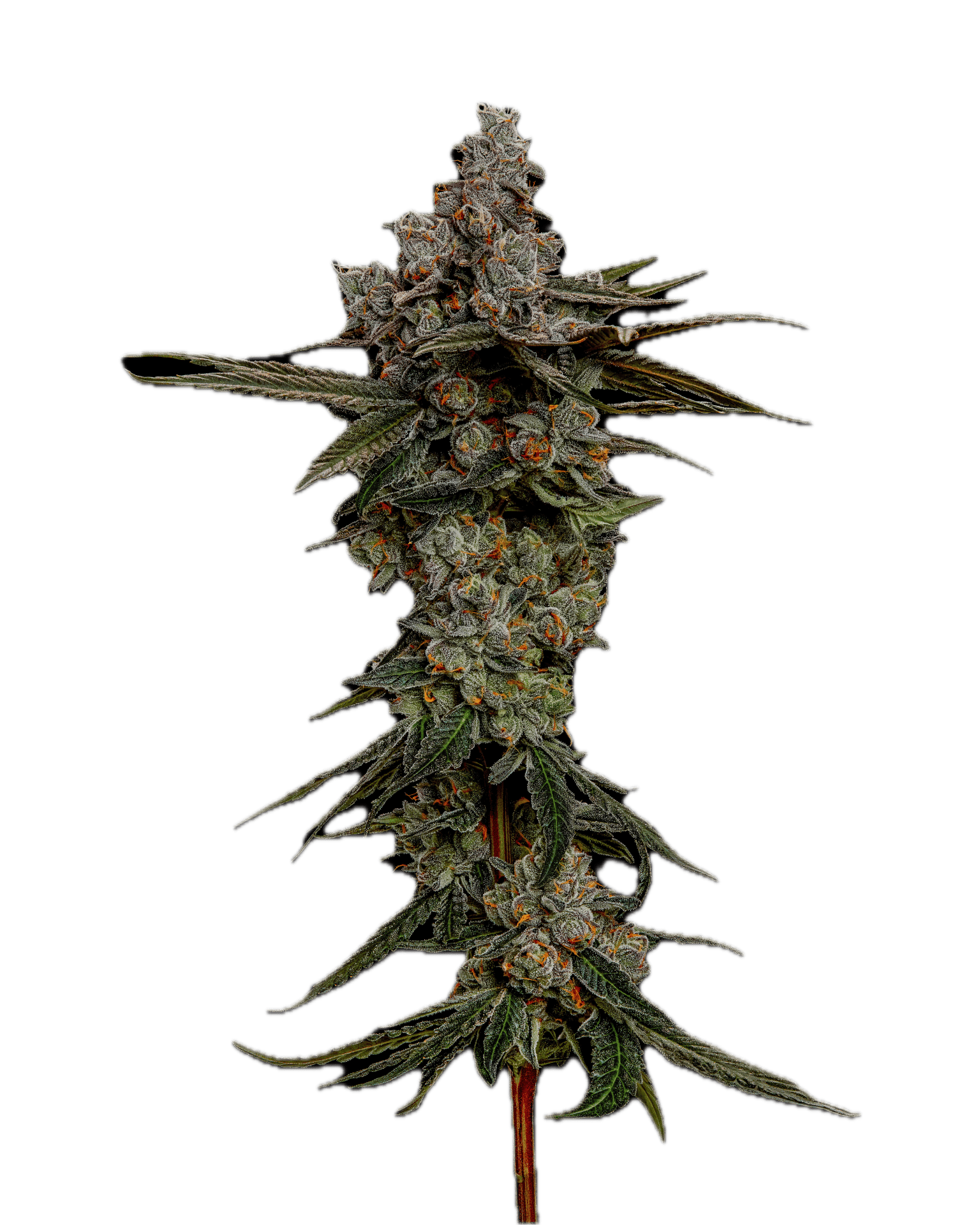 Jungle Cookie