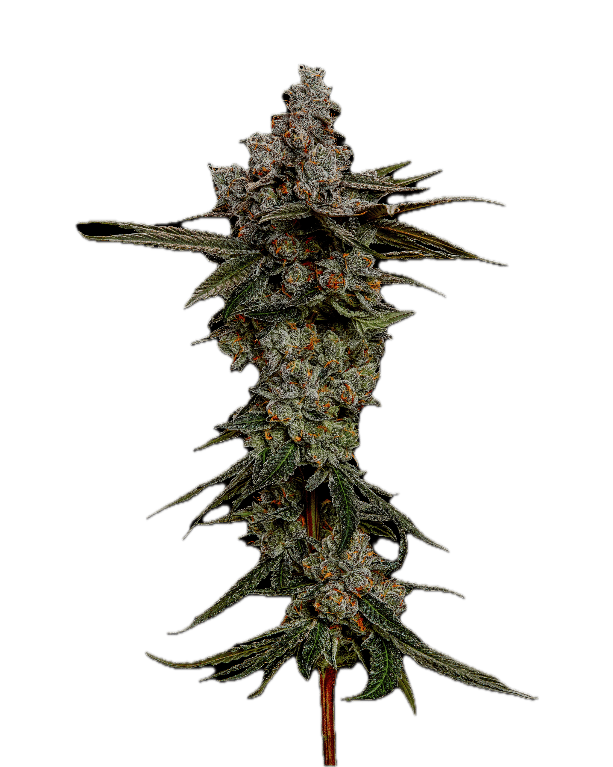Jungle Cookie