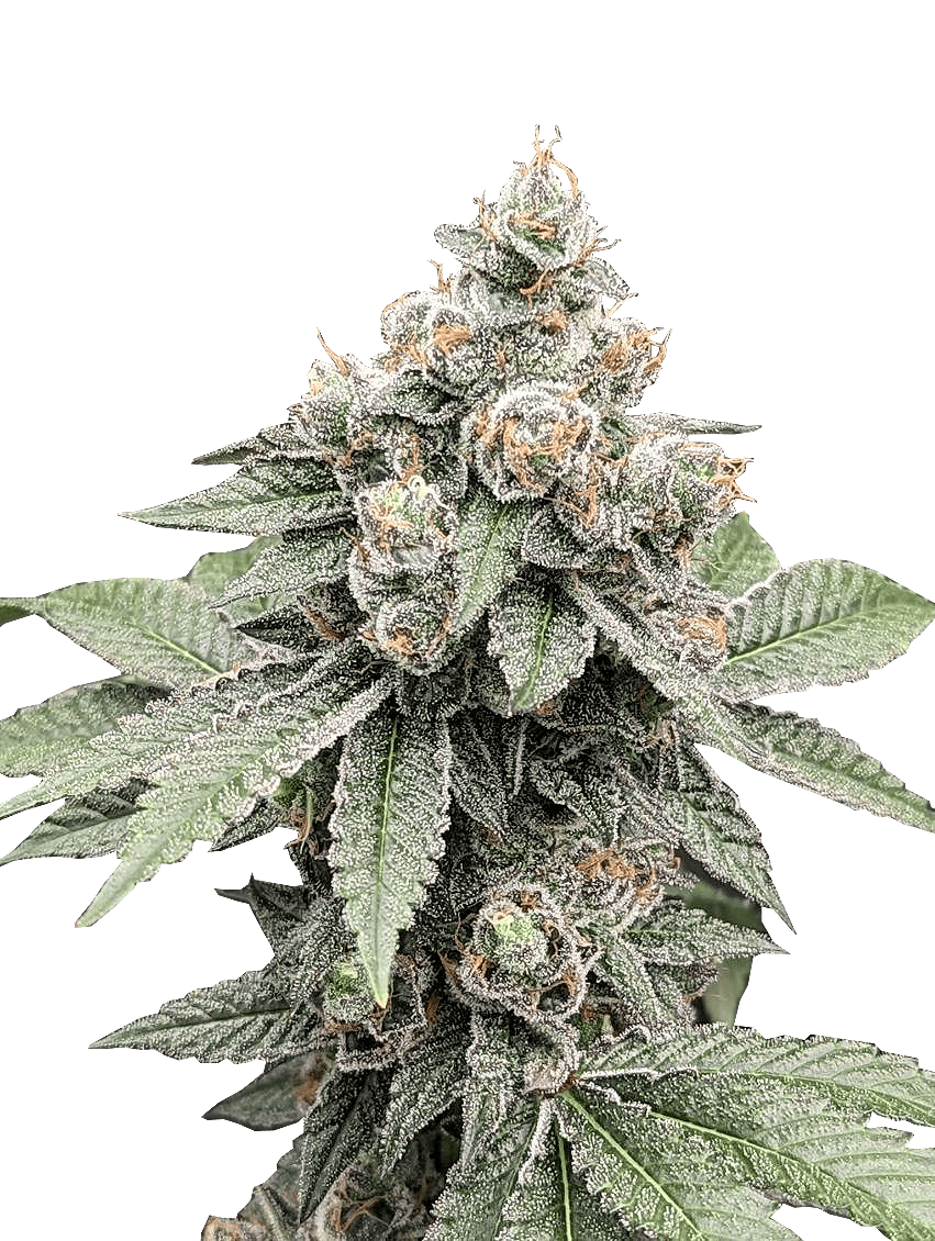 Grape Gas