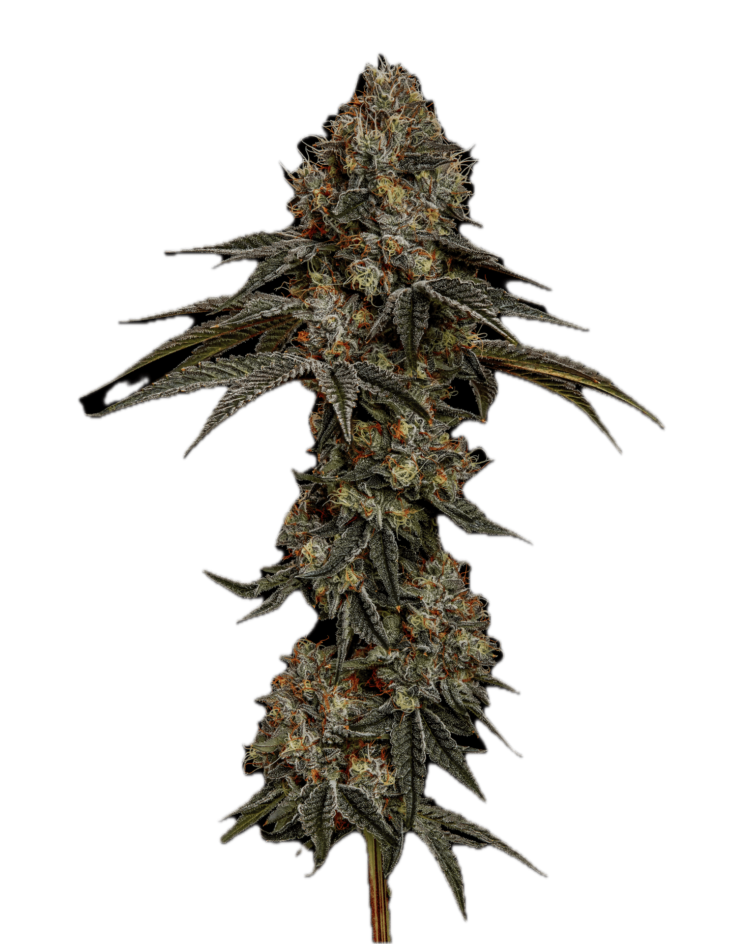Stardawg