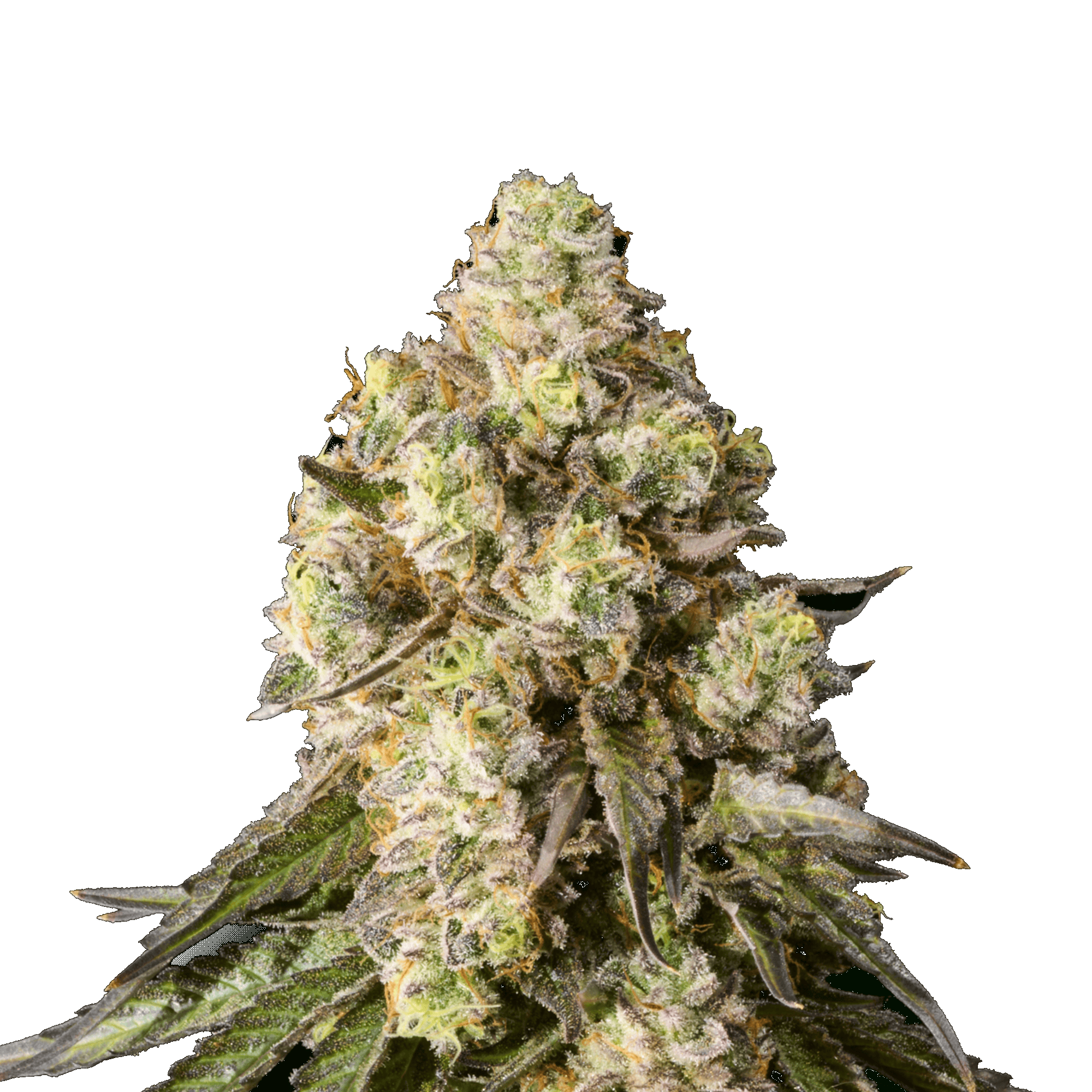 Strawberry Candy