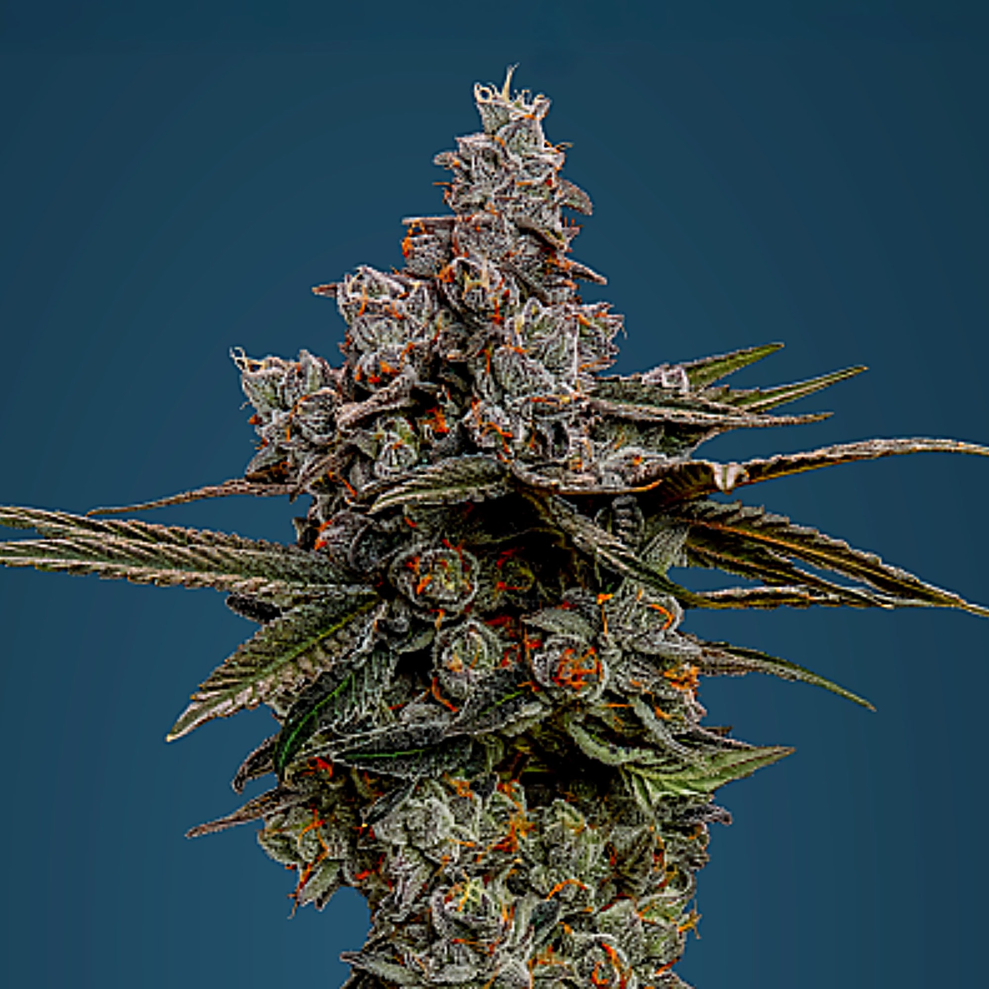 Close-up of a mature cannabis flower with trichomes and vibrant orange pistils.