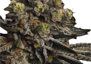 Close-up of fresh cannabis buds with trichomes and vibrant colors.