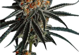Close-up of high-quality cannabis bud with orange hairs and frosty trichomes.