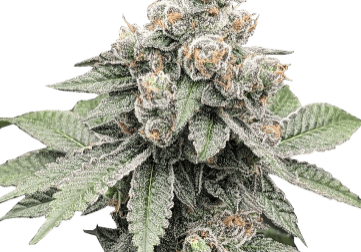 Close-up of frosty cannabis buds with vibrant green leaves.