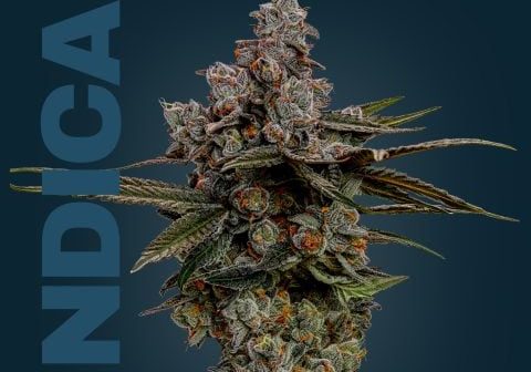 Close-up of Chem Dawg cannabis flower with trichomes and vibrant orange pistils.