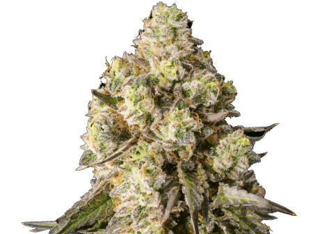 Close-up of fresh cannabis buds with trichomes and vibrant green color.