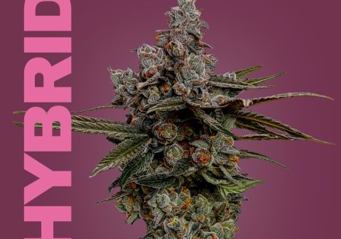 Close-up of a dense, flowering hybrid cannabis plant with purple background.