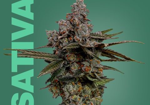 Close-up of Chem Dawg cannabis bud with trichomes and vibrant orange hairs.